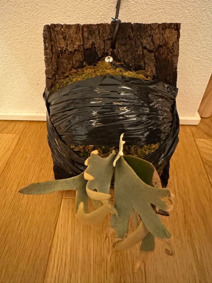 ビカクシダ P. Willinckii Tiara spore