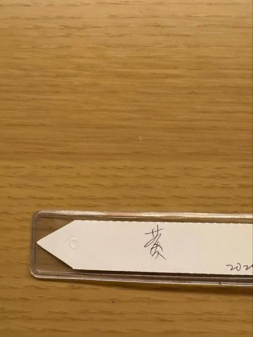 ビカクシダ P. Willinckii Tiara spore