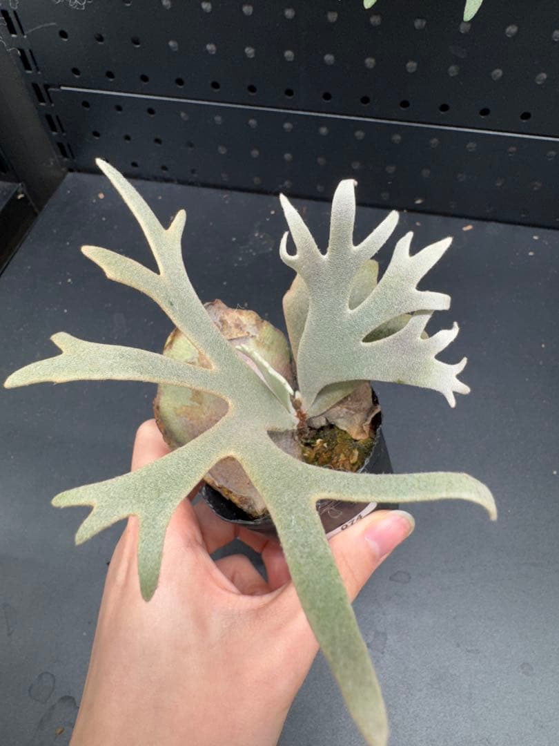 【平凡之鹿】YMDS Totoro HHRナーセリータグ付け #074