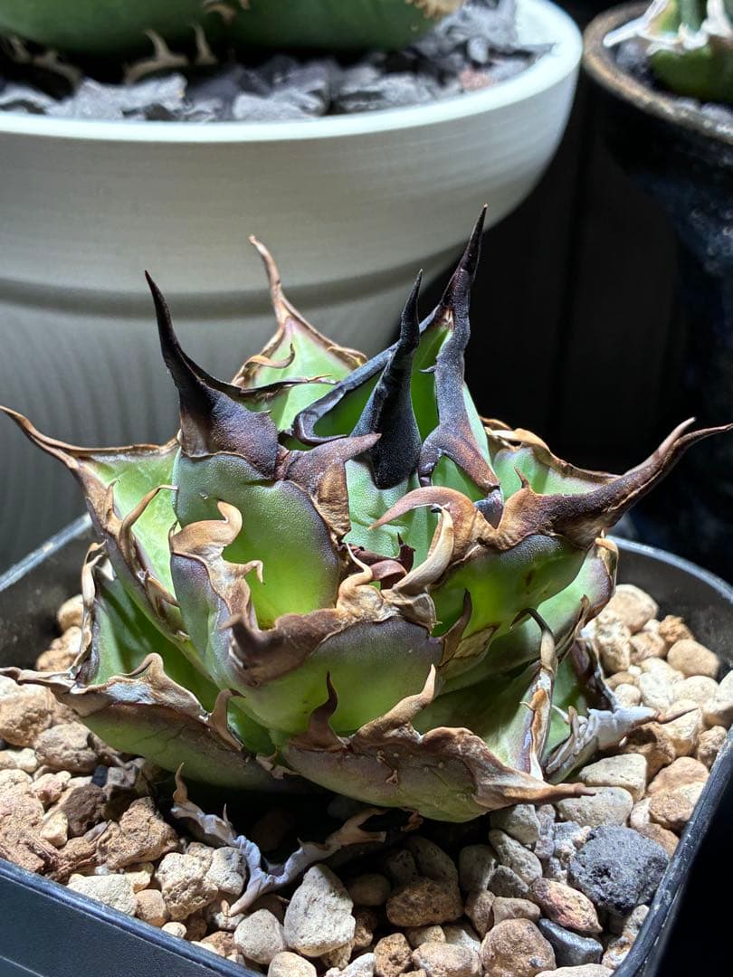 アガベ nosukepapayu