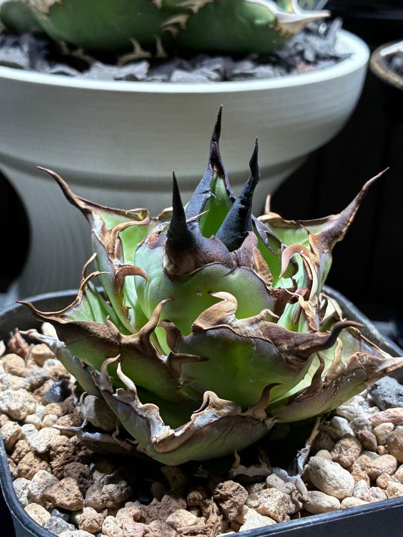 アガベ nosukepapayu