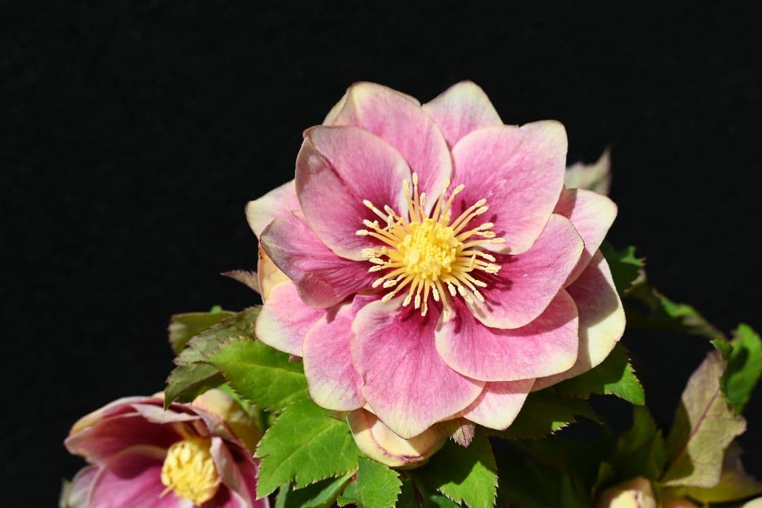 クリスマスローズ　認定プリマヴェーラゴールド　つぼみいっぱい　加藤農園