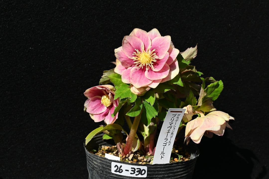 クリスマスローズ　認定プリマヴェーラゴールド　つぼみいっぱい　加藤農園