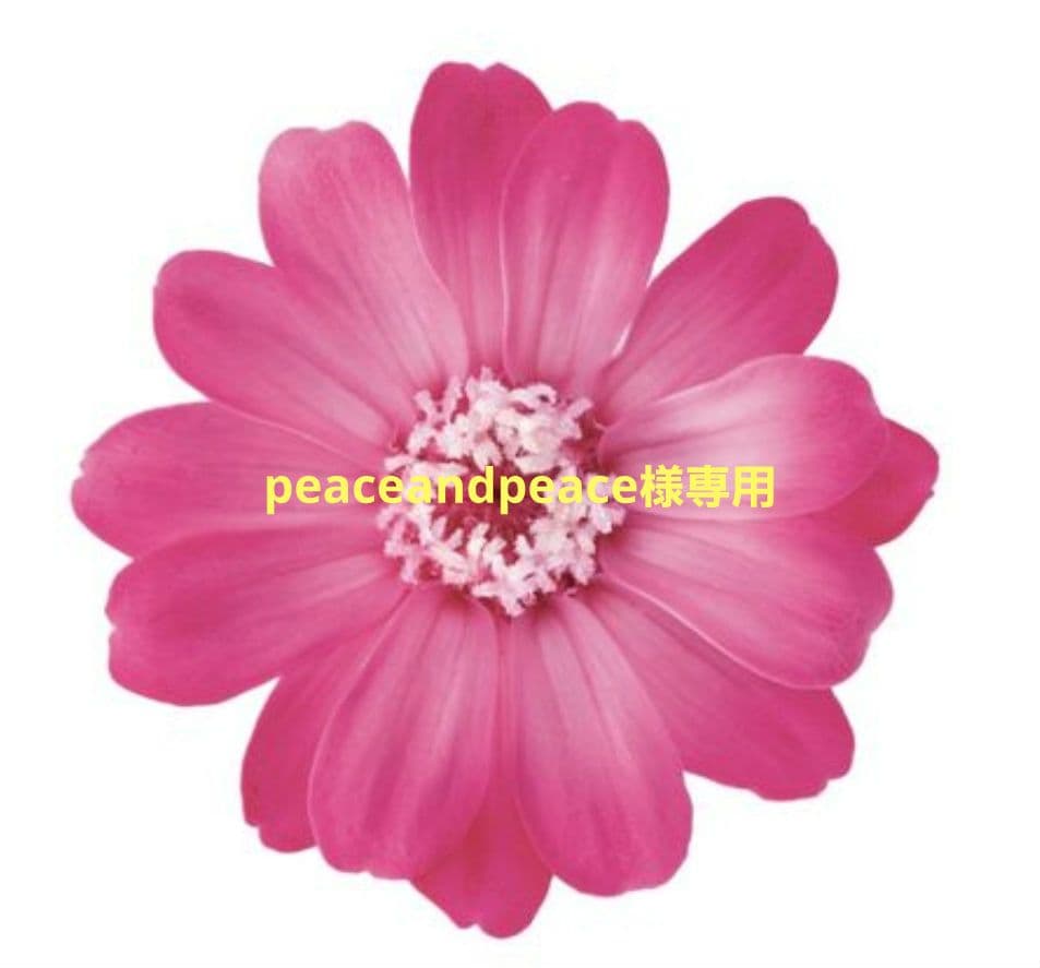 peaceandpeaceページ