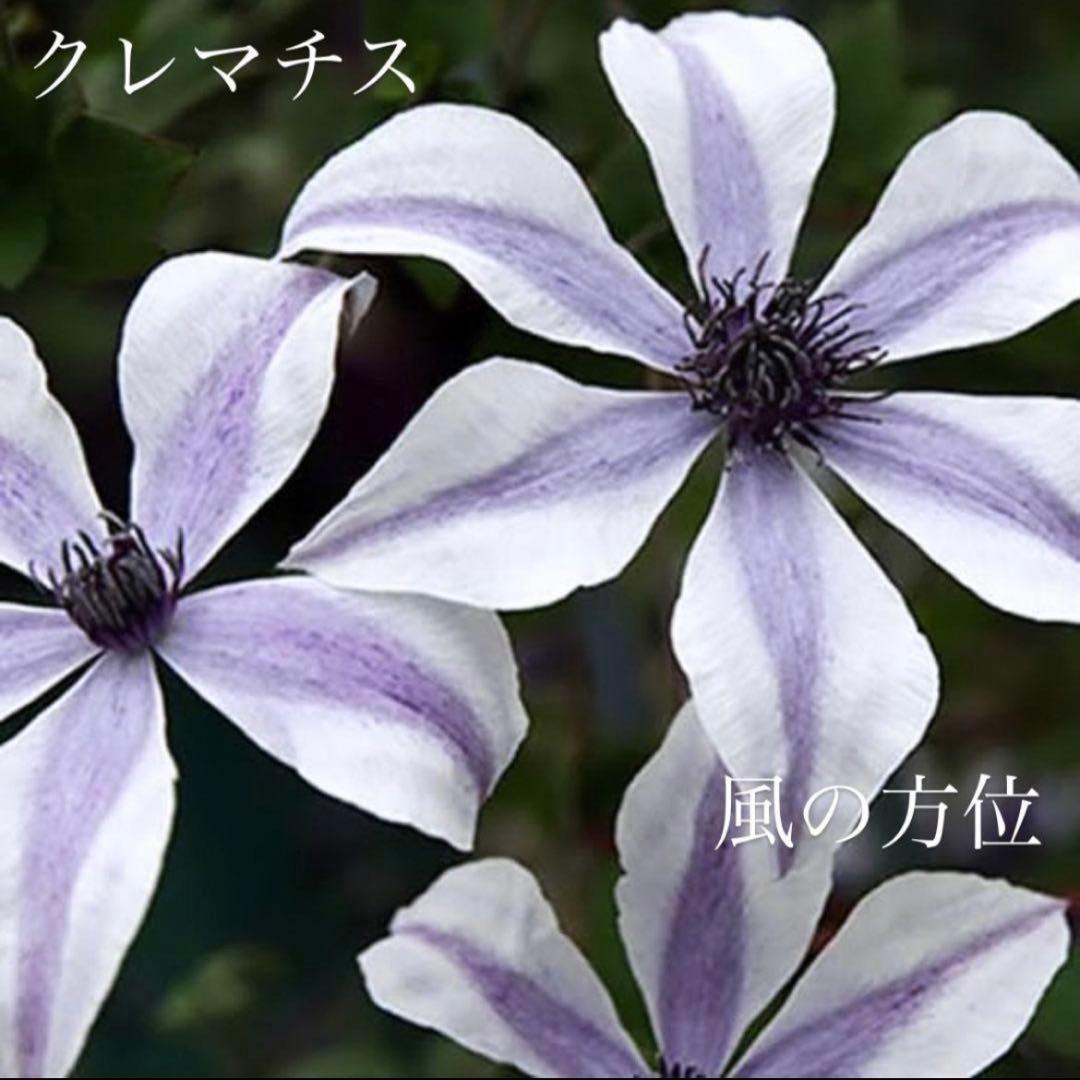 希少 クレマチス 風の方位 2023年新品種 バイカラー