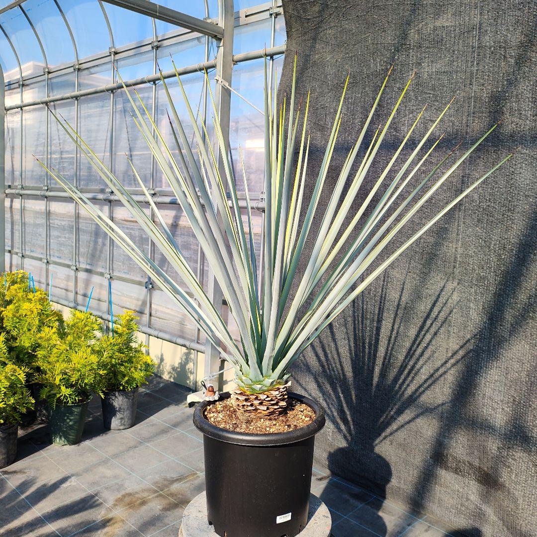 の*り様 ユッカ リギダ Hybrid