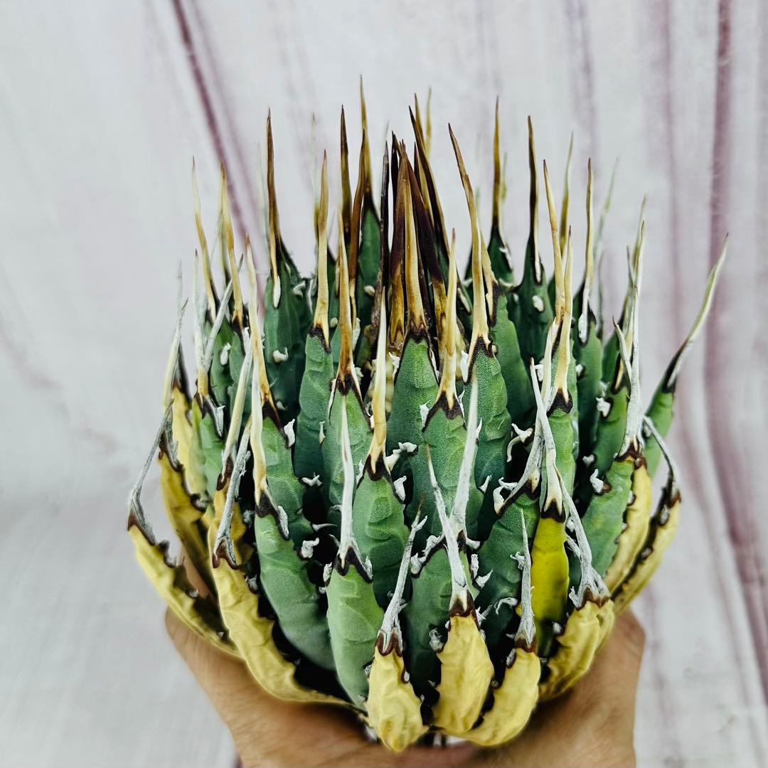 789 アガベ ユタエンシス エボリスピナ 丸型