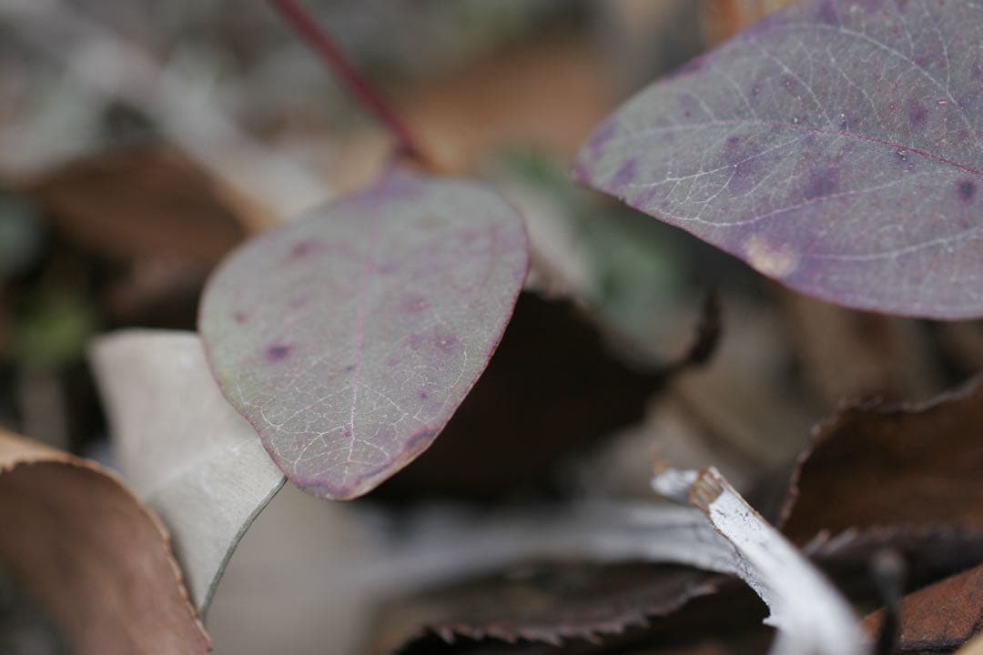 SIGMA 50mm F2.8 DG MACRO 単焦点　動作品　キャノンEF