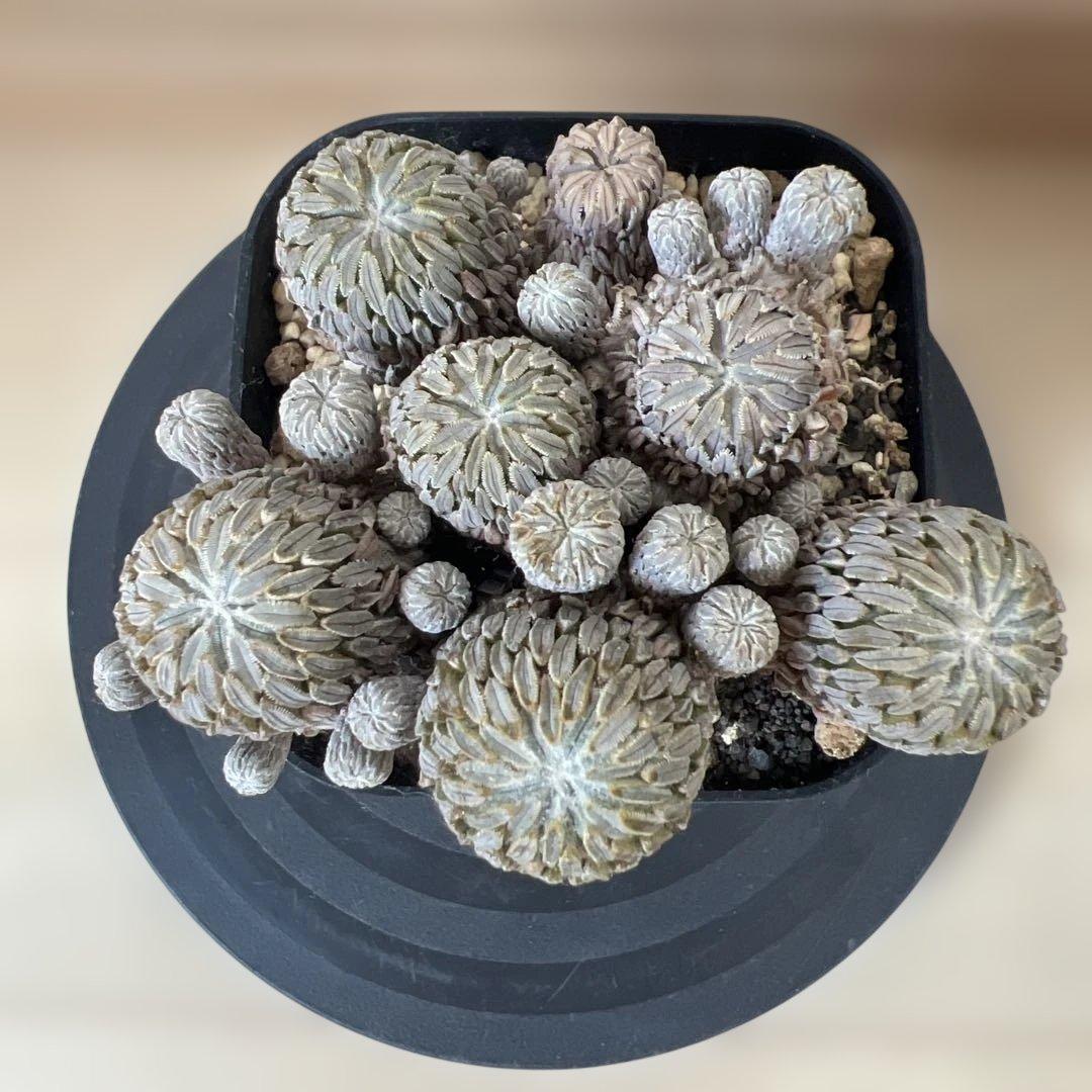 サボテン 精巧丸 群生