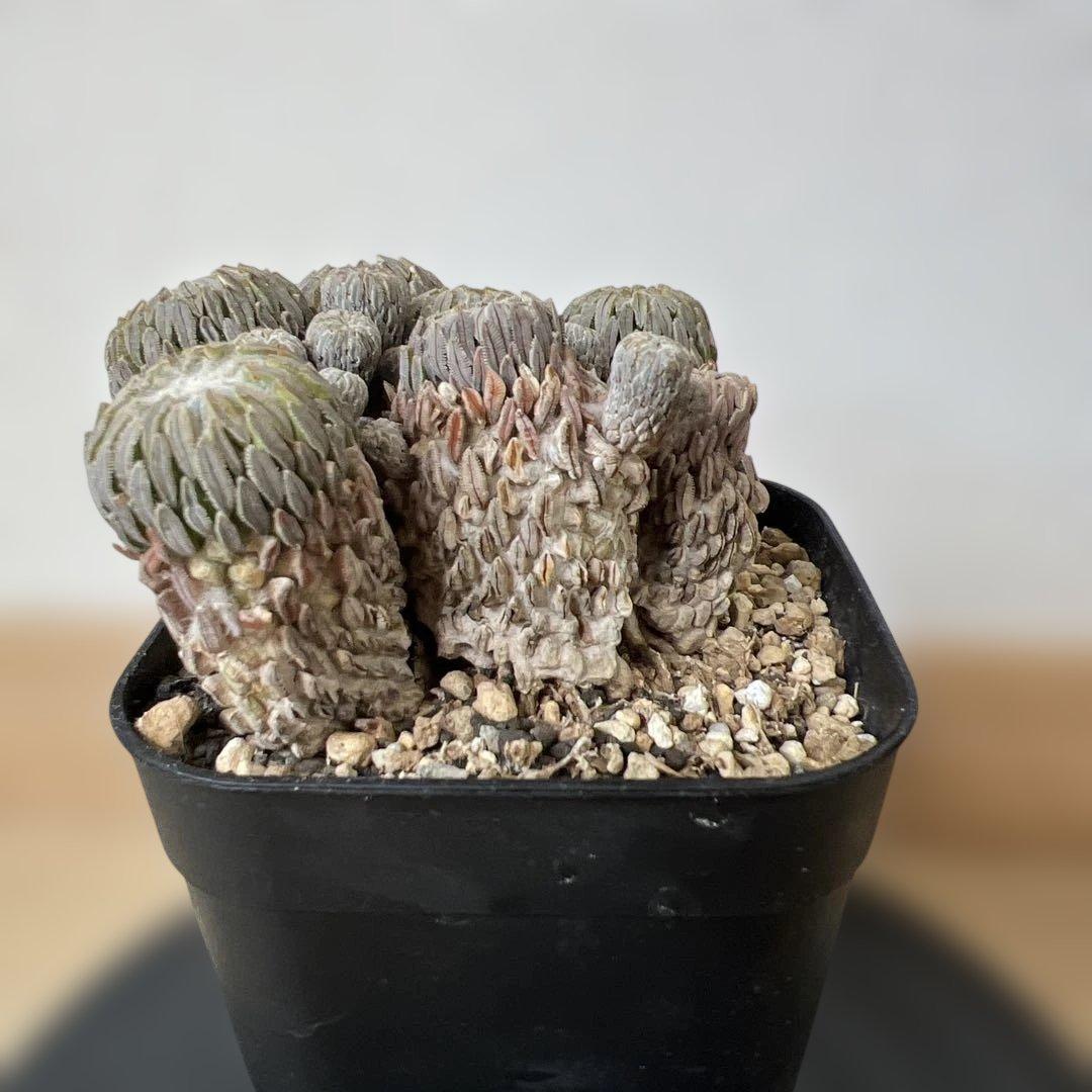 サボテン 精巧丸 群生