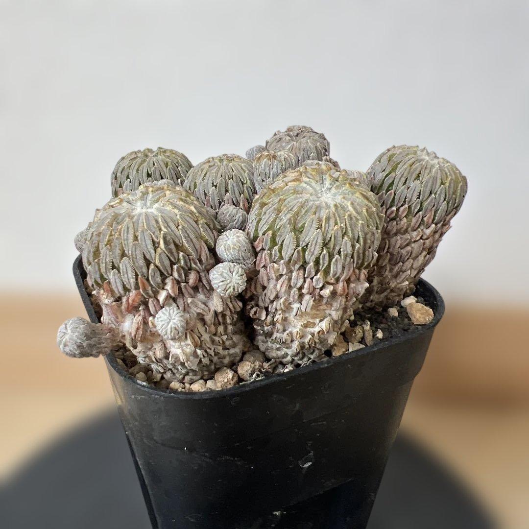 サボテン 精巧丸 群生