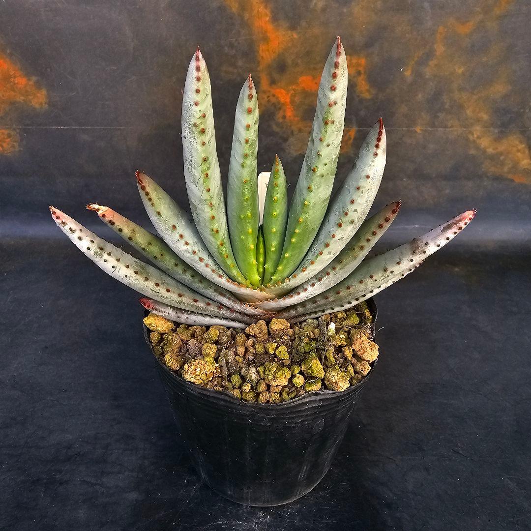 速達発送&ロウルサンコさんラベル付き☆コンプレッサシストフィラ(ビグザム交配)