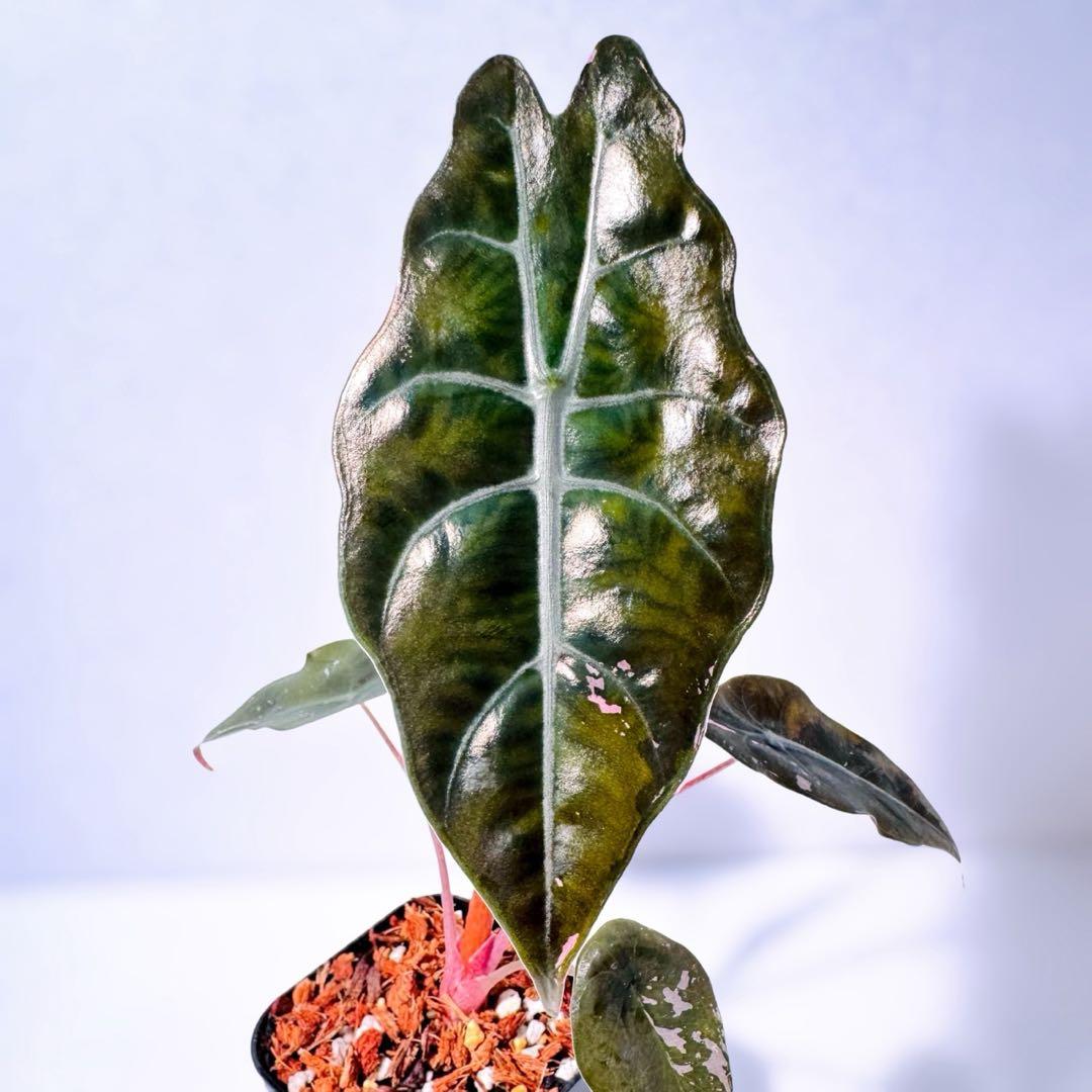 アロカシア シャントリエリ ピンク斑入り 斑入り少なめお買い得品