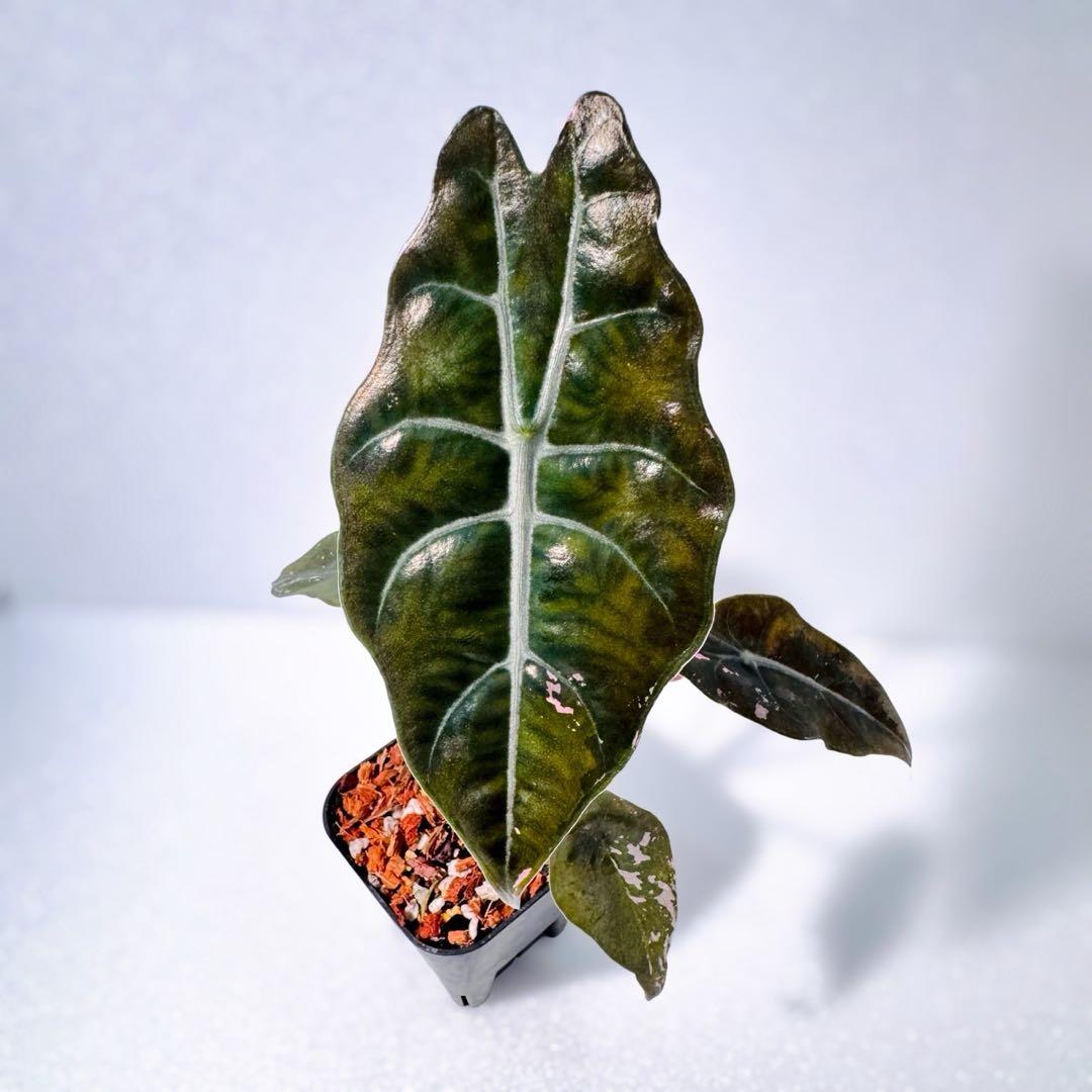 アロカシア シャントリエリ ピンク斑入り 斑入り少なめお買い得品