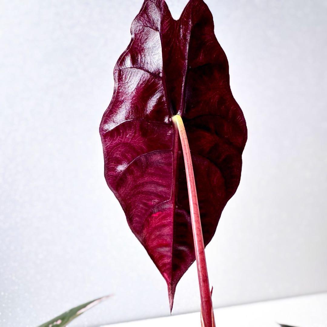 アロカシア シャントリエリ ピンク斑入り 斑入り少なめお買い得品