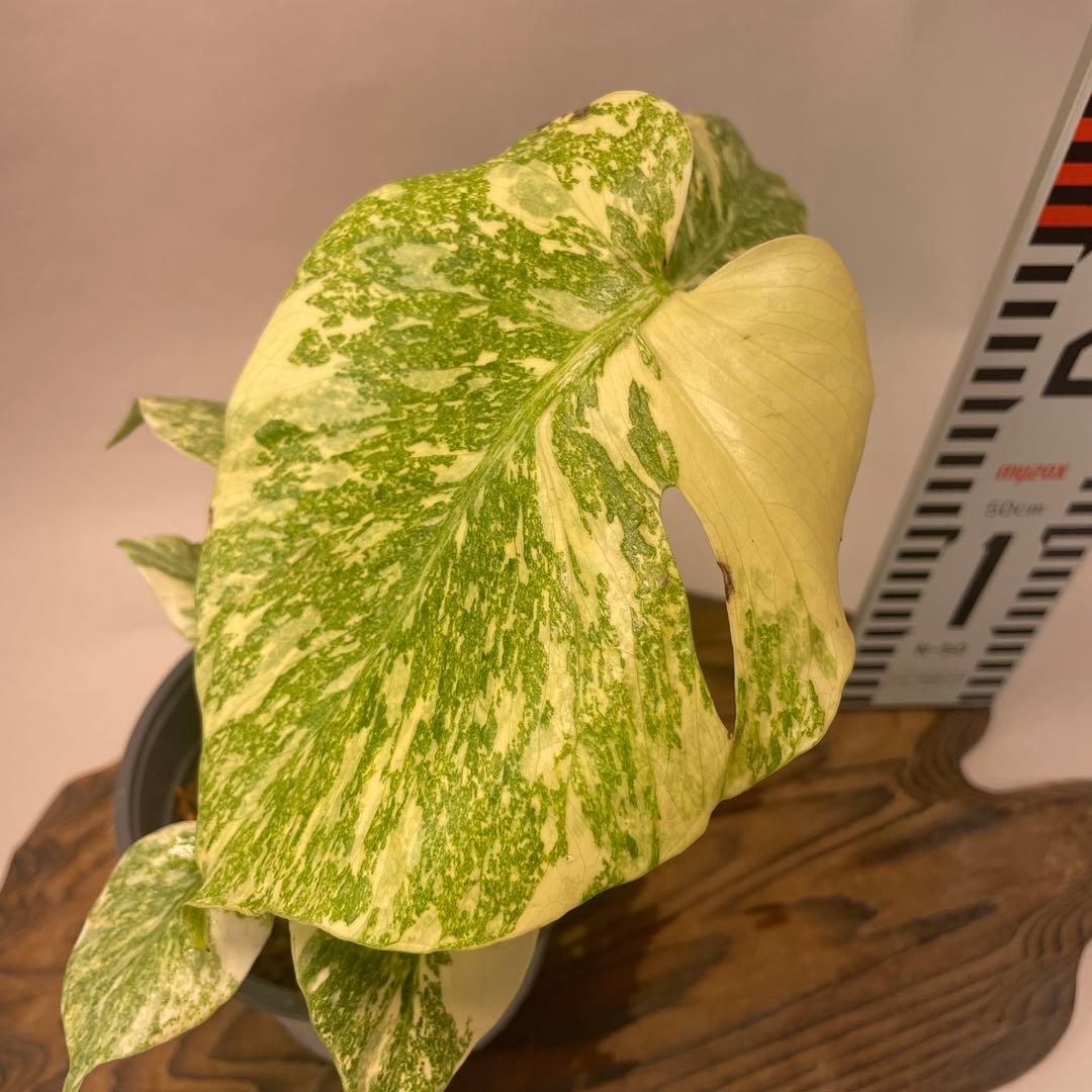 さ**様 A13モンステラ　デリシオーサ　レガシー　斑入り