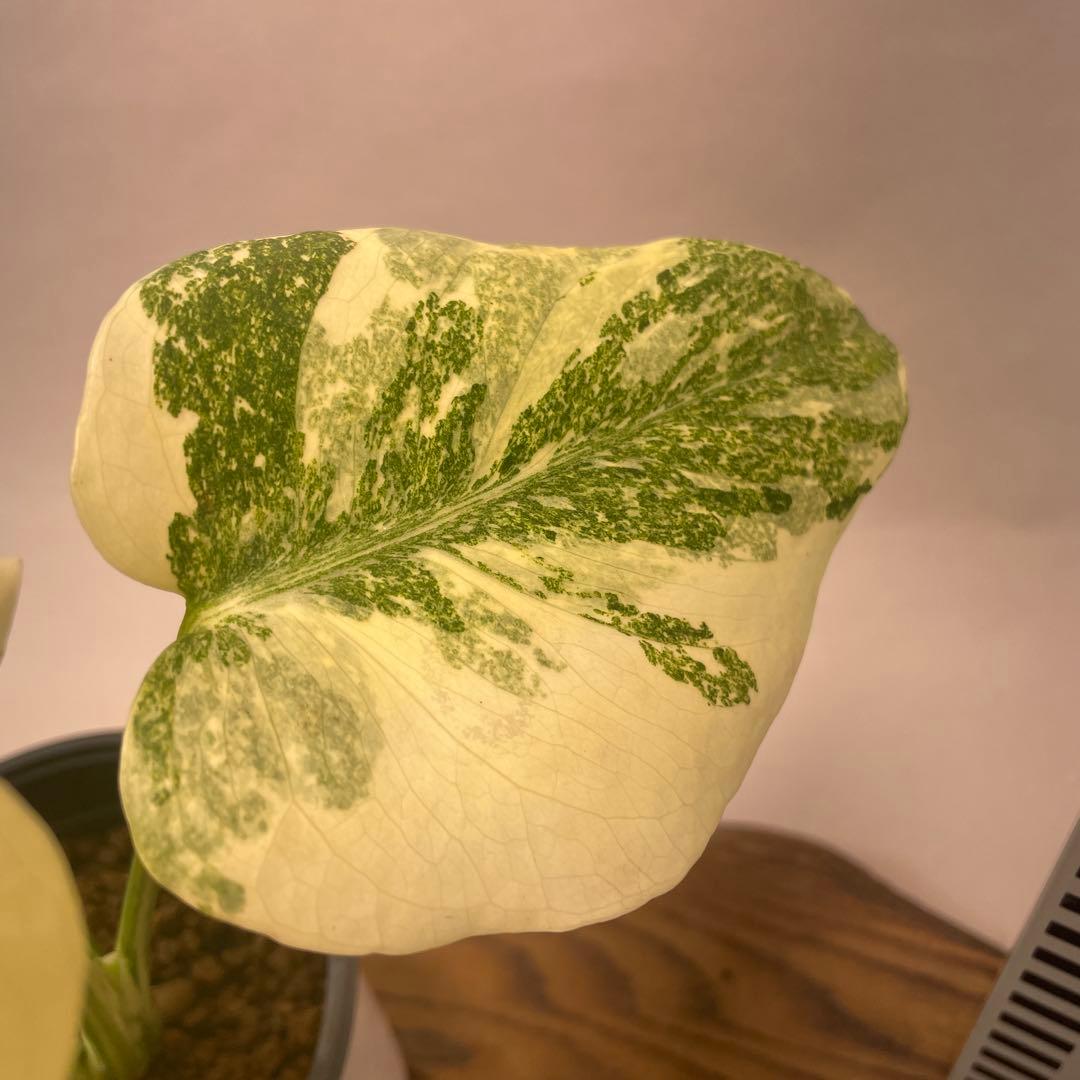 さ**様 A13モンステラ　デリシオーサ　レガシー　斑入り