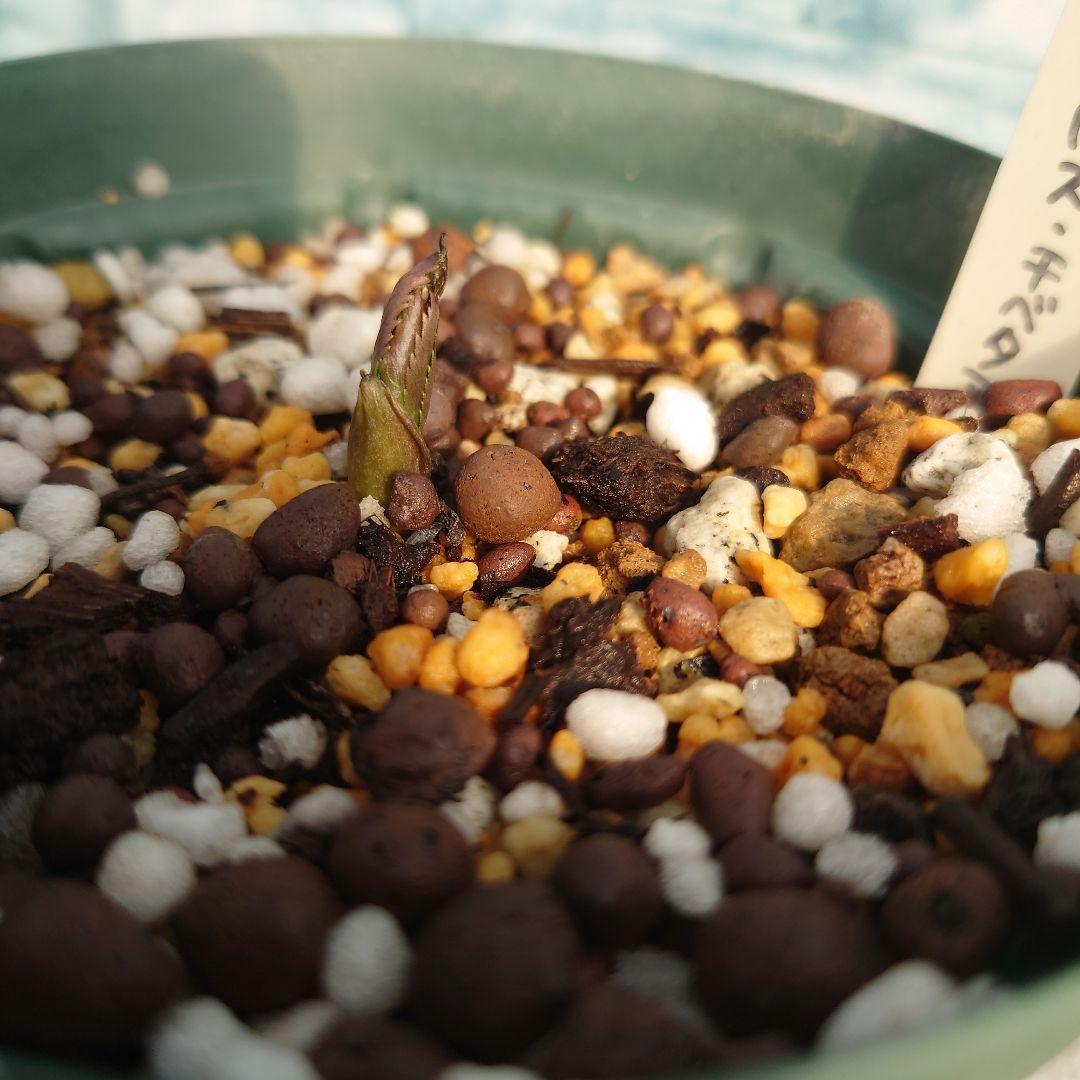 ☀️【Helleborus　thibetanus】☀️4号スリット鉢ロング植え