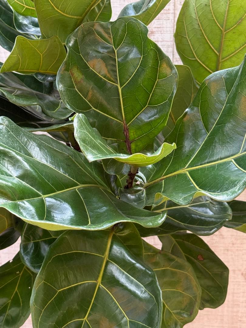 ☆ フィカス•バンビーノ♪10号 幹太 142cm 大葉 リビングサイズ♪