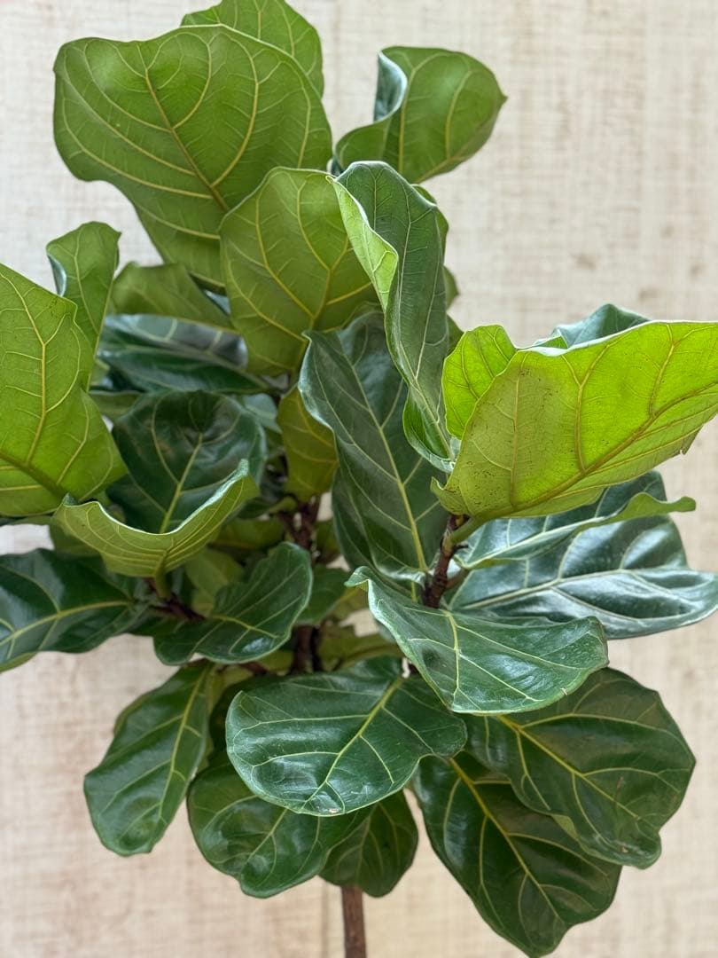 ☆ フィカス•バンビーノ♪10号 幹太 142cm 大葉 リビングサイズ♪