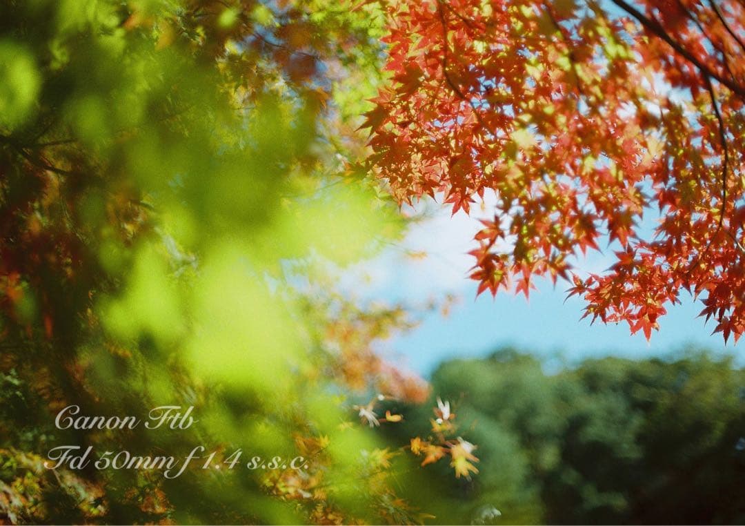 ★Canon FTb ★FD f1.4ssc★完動品＊美品＊初期保証＊作例多数！