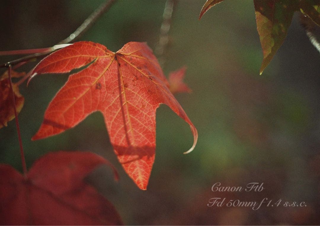 ★Canon FTb ★FD f1.4ssc★完動品＊美品＊初期保証＊作例多数！