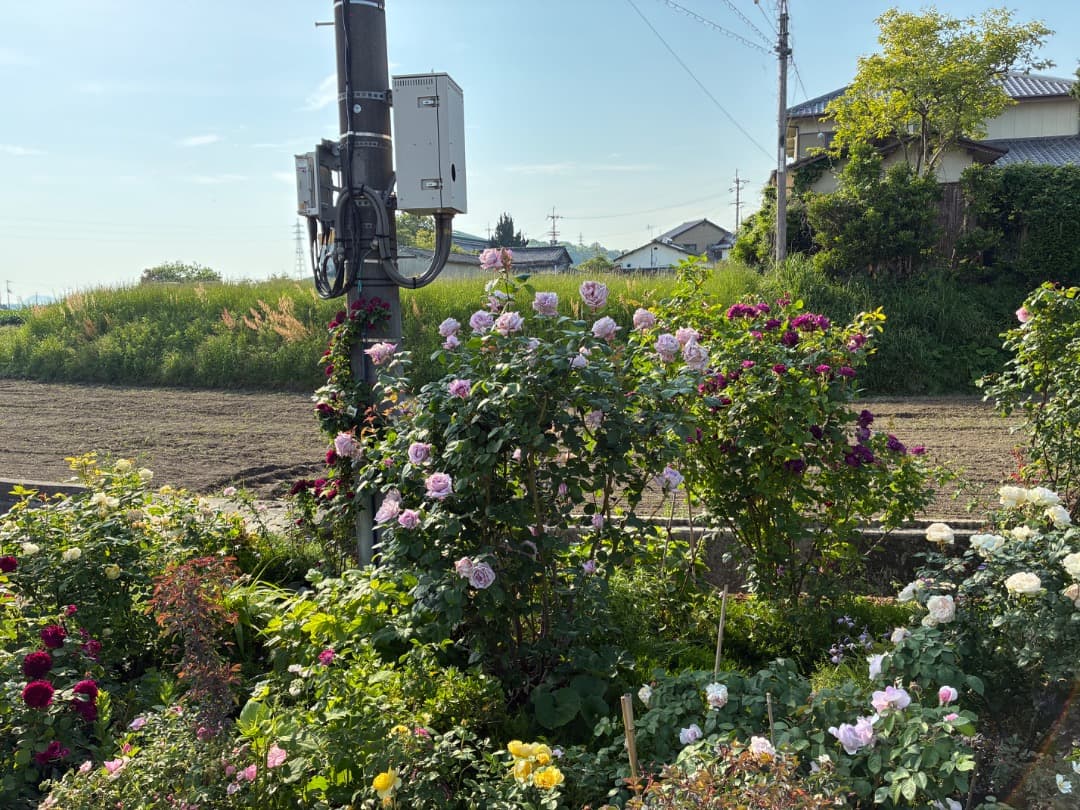 【バラ「超」大苗】　ブルームーン