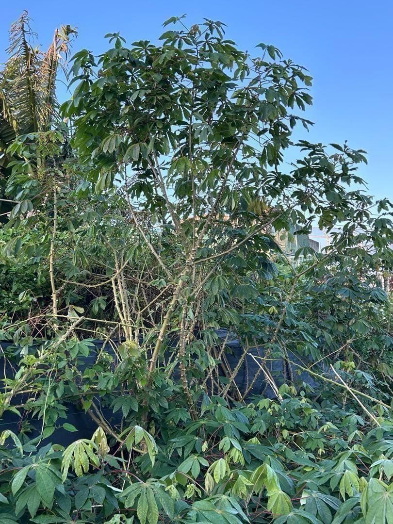 官能的な旨味と甘味。超高級★キャッサバ・ゴールドSS★挿し木枝。60サイズ箱満杯