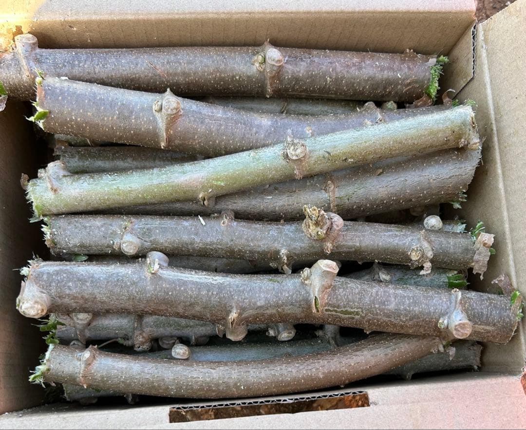 官能的な旨味と甘味。超高級★キャッサバ・ゴールドSS★挿し木枝。60サイズ箱満杯