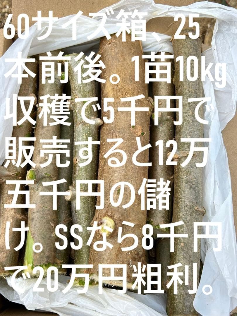 官能的な旨味と甘味。超高級★キャッサバ・ゴールドSS★挿し木枝。60サイズ箱満杯