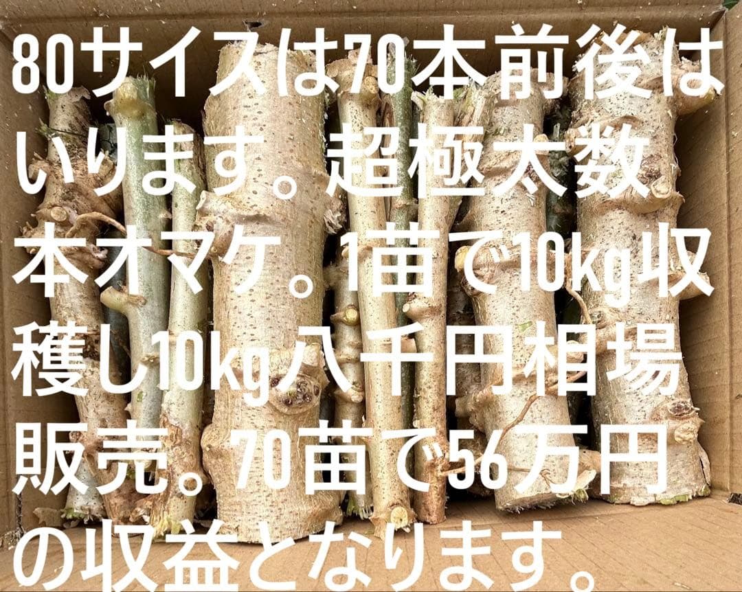 官能的な旨味と甘味。超高級★キャッサバ・ゴールドSS★挿し木枝。60サイズ箱満杯