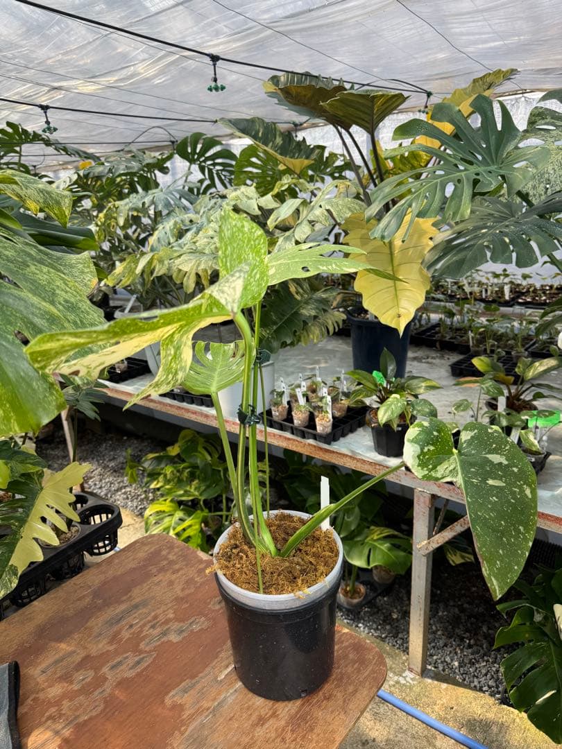 ロ*イ様 1モンステラ　タイコンステレーション　スターライト