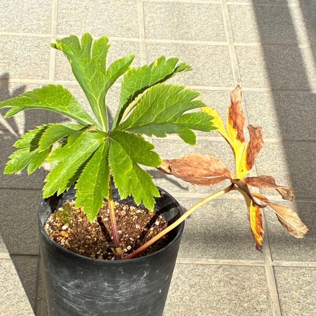 バ*カ様 ☘️限定1株☘️未株分け☘️3354⭐️小輪⭐️オーレア⭐️真紅⭐️ぼ