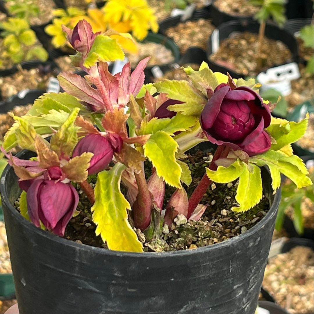 バ*カ様 ☘️限定1株☘️未株分け☘️3354⭐️小輪⭐️オーレア⭐️真紅⭐️ぼ