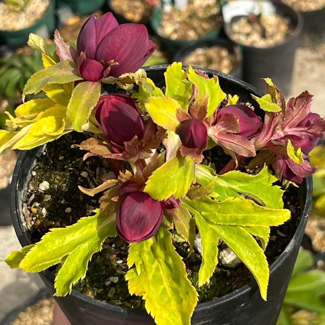 バ*カ様 ☘️限定1株☘️未株分け☘️3354⭐️小輪⭐️オーレア⭐️真紅⭐️ぼ