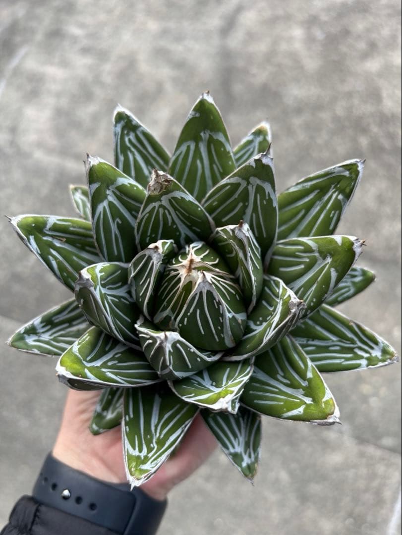 アガベ　笹の雪　極上株　子株3カブセット