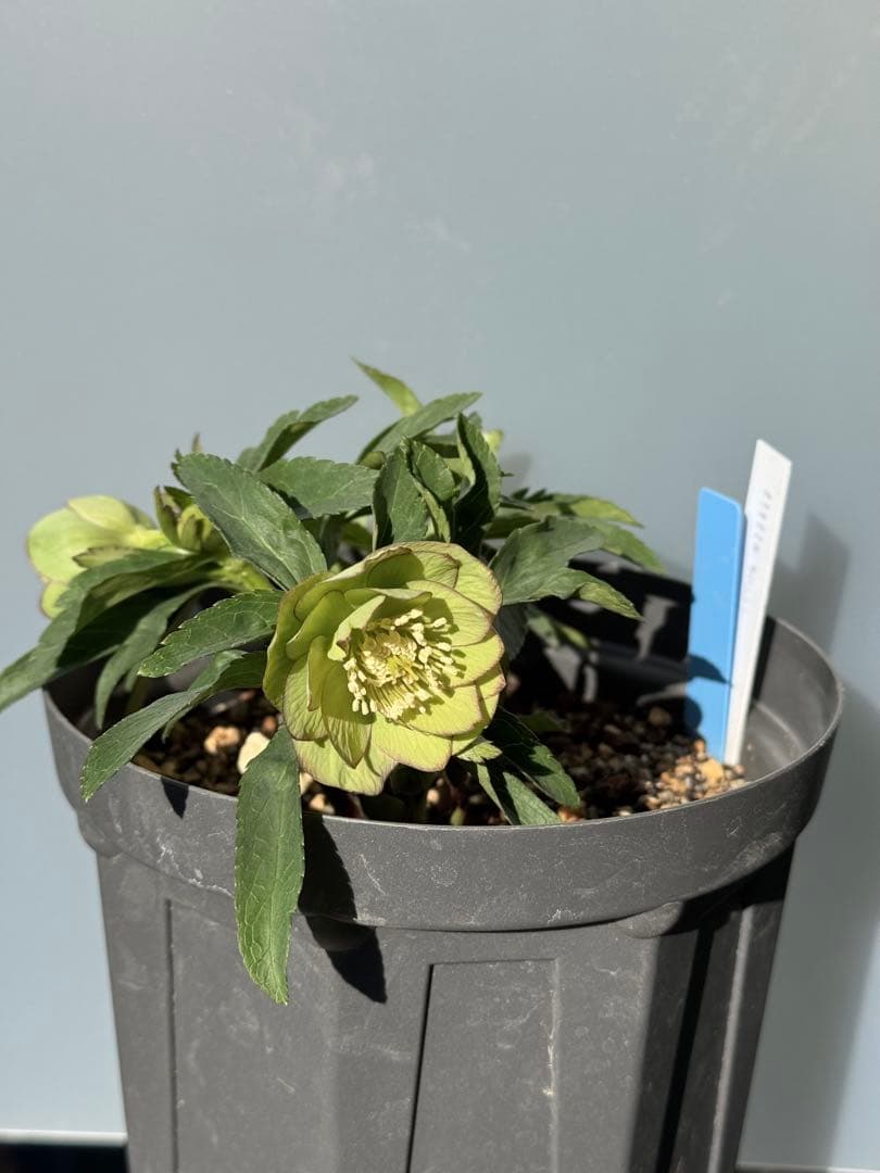 クリスマスローズ　リトルビーストファントム（ムルチフィダス系）