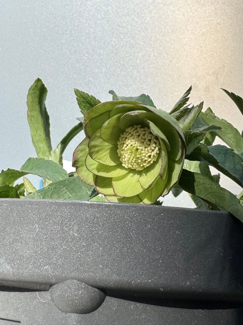 クリスマスローズ　リトルビーストファントム（ムルチフィダス系）