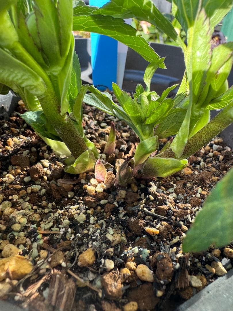 クリスマスローズ　リトルビーストファントム（ムルチフィダス系）