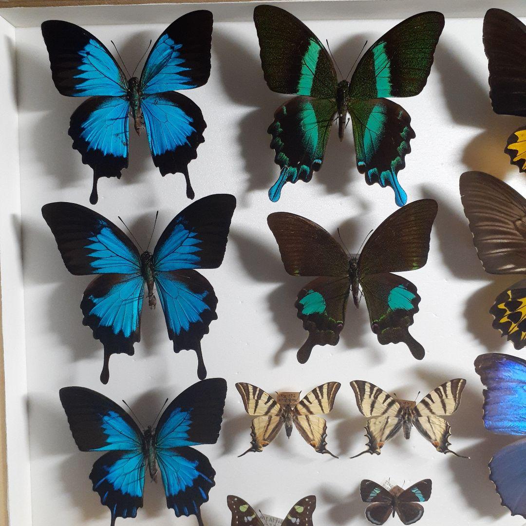 蝶標本　トリバネアゲハ、オオルリアゲハなど19種37頭　大型ドイツ標本箱２箱入り