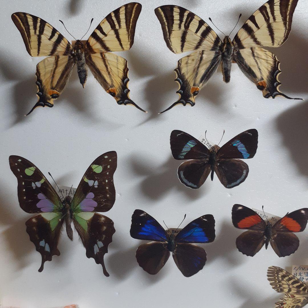 蝶標本　トリバネアゲハ、オオルリアゲハなど19種37頭　大型ドイツ標本箱２箱入り