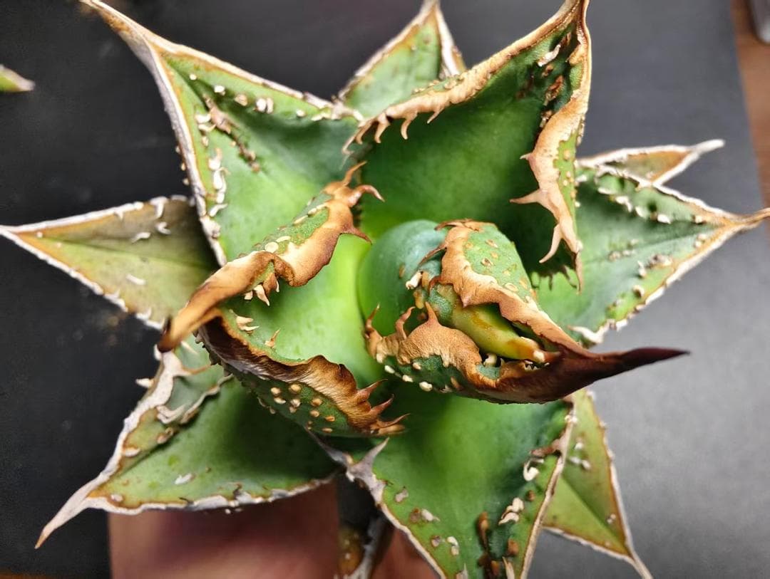 杉*山様 アガベ チタノタ 麻花龍 極上強棘 美株 ブツブツ コレクシ Lize