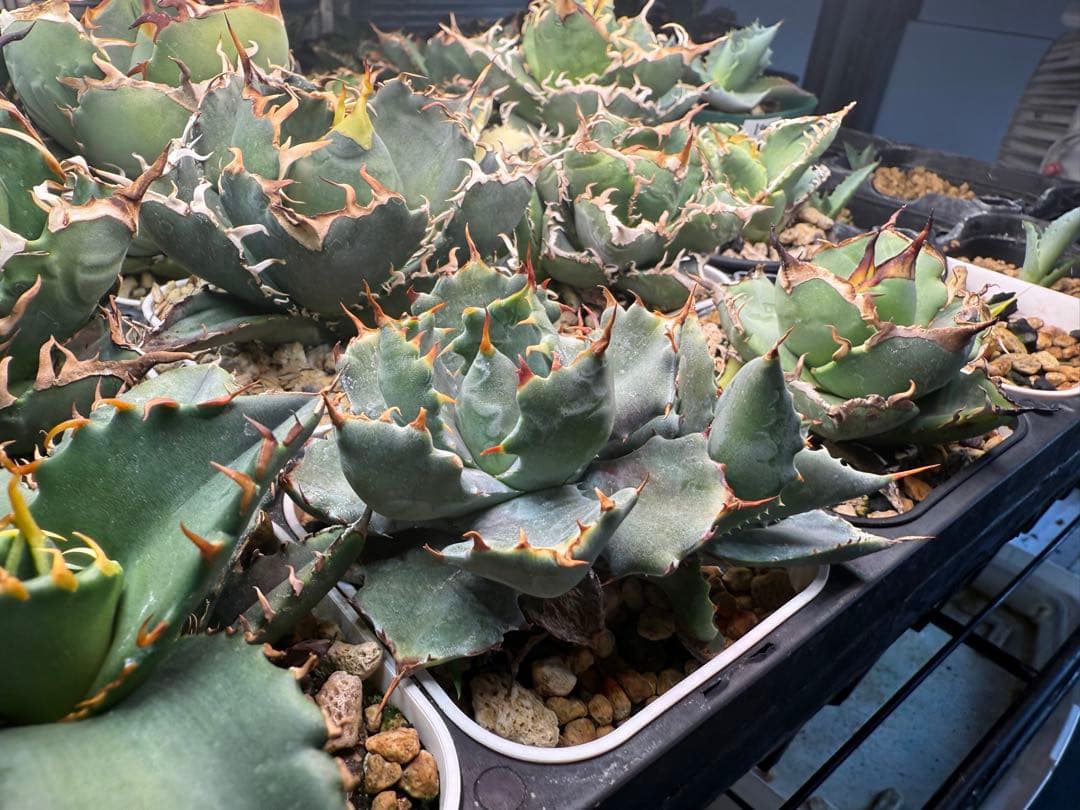 アガベ ハイブリッド 姫蠍蟹 イシスメンシス 甲蟹