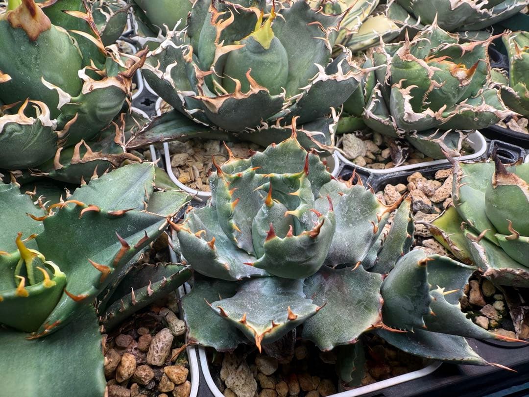 アガベ ハイブリッド 姫蠍蟹 イシスメンシス 甲蟹