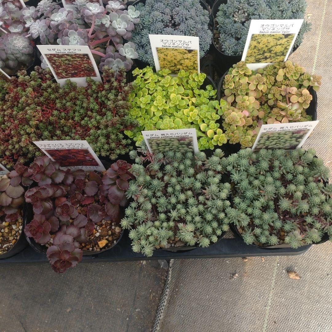 23日発送午前着 ももんちゃさん専用