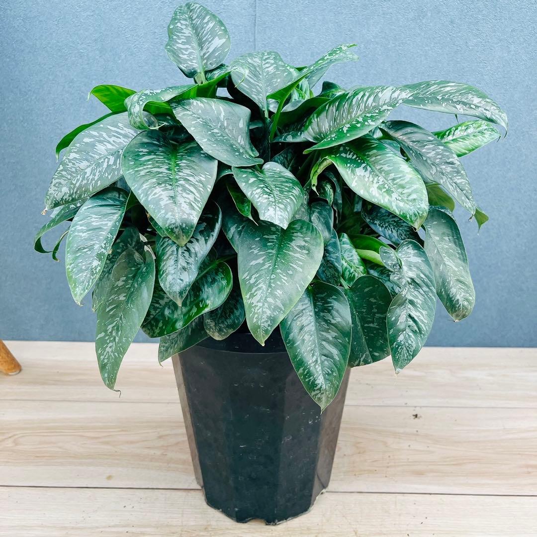 ［現品］7番　スキスマトグロッティス　スコルテクニー　8号　観葉植物　レア