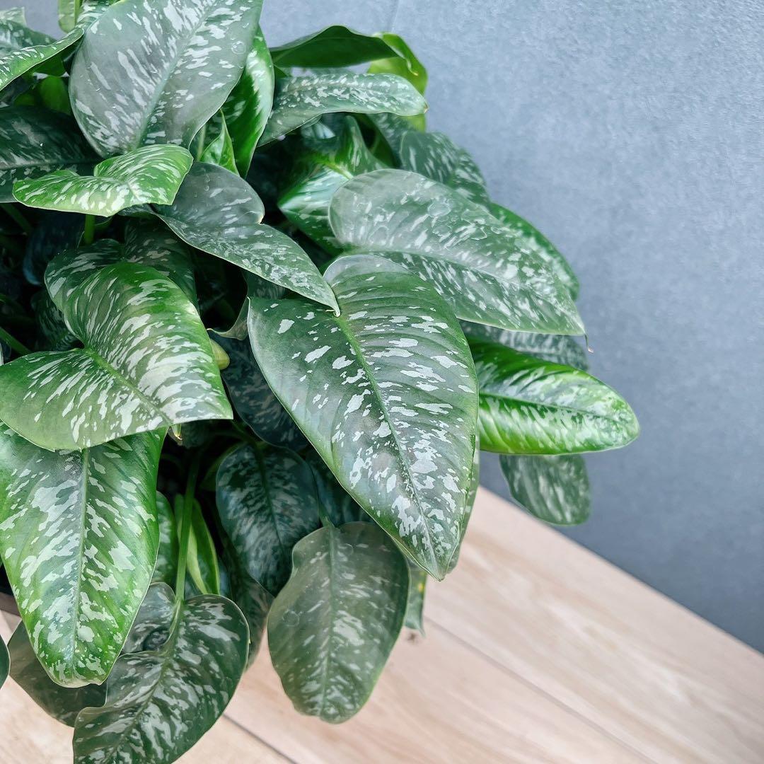 ［現品］7番　スキスマトグロッティス　スコルテクニー　8号　観葉植物　レア