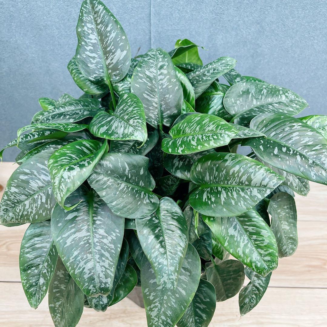 ［現品］7番　スキスマトグロッティス　スコルテクニー　8号　観葉植物　レア