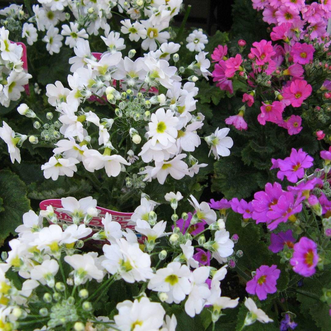 Canon PowerShot A700◆ニッケル水素電池・SDカード付き