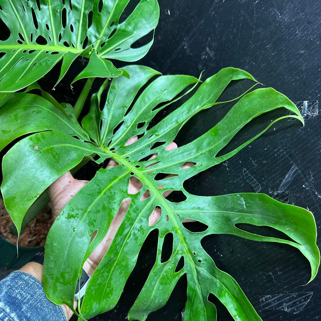 a*i様 モンステラデリシオーサマクロコズム超希少系統鉢植え61㎝